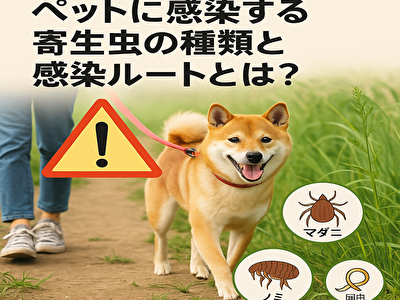 ペットの散歩が危険に！？草むらに潜む寄生虫と感染ルートを徹底解説
